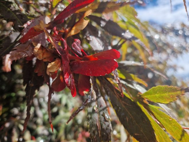 In between rain showers and amidst the sunshine are glimpses of what September brings to Furzey Gardens.

Spectacular colours from Maple or Acer seeds known as samara or winged seeds. Striking red fruit on trees such as malus and plenty of glorious autumn leaf colours starting to peep through ahead of the main display in October and November.

#SeptemberGarden #autumnberries #autumnseeds #RHSPartnerGarden #TheNewForest #HampshireGarden