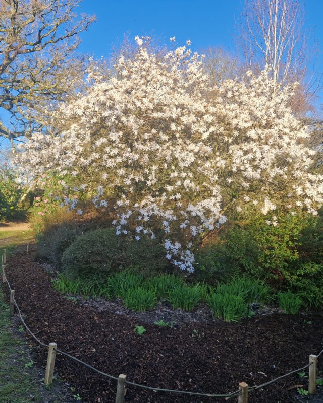 Sunny days and blue skies! It's been lovely to enjoy some dry and warm weather this week. Lots of you have been exploring spring sights and escaping from the day to day hustle and bustle with a trip to Furzey.

The sun and warmth are having a great effect on the gardens too with plenty of beautiful blooms to enjoy.

Don't miss early spring at Furzey Gardens, book your visit www.furzey-gardens.org
