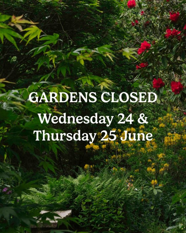 **Important visitor update**
Due to the forecast high temperatures, Furzey Gardens and tearooms will be closed on Wednesday 24 and Thursday 25 June.

This decision has been made to help keep our staff, volunteers, people we support and visitors safe during the heat.

Everyone with a booking for these dates will be contacted and refunded.
We hope to reopen as normal on Friday 26 June, ready to welcome you back for the weekend.

Thank you for your understanding.