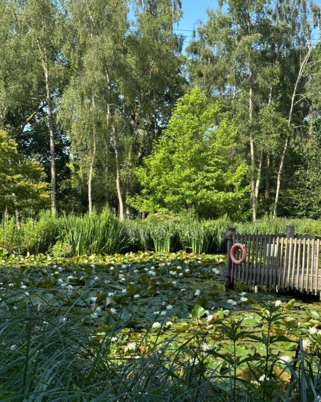 Can we have a moment for the lake!

In the midst of all this heat, the waterlillies (Nymphaea) on the lake are loving the sun (they count on the morning warmth to bloom) whilst also providing shelter for many types of pondlife that are whizzing around below the surface.

Above the surface we've seen glistening blue dragonflies, white butterflies and heard the buzzing insects and bees busily working away.

The perfect Saturday morning treat - a shady bench, where time just does not matter.

Book you visit and join us for a stroll.
 www.furzey-gardens.org