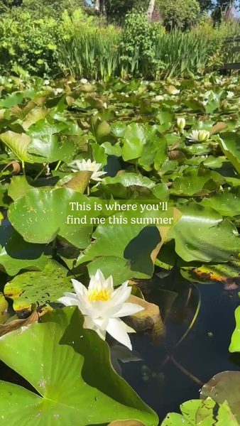 If you need us, this is where you'll find us this summer...

Surrounded by waterlillies, dappled shade and lovely trees.

www.furzey-gardens.org