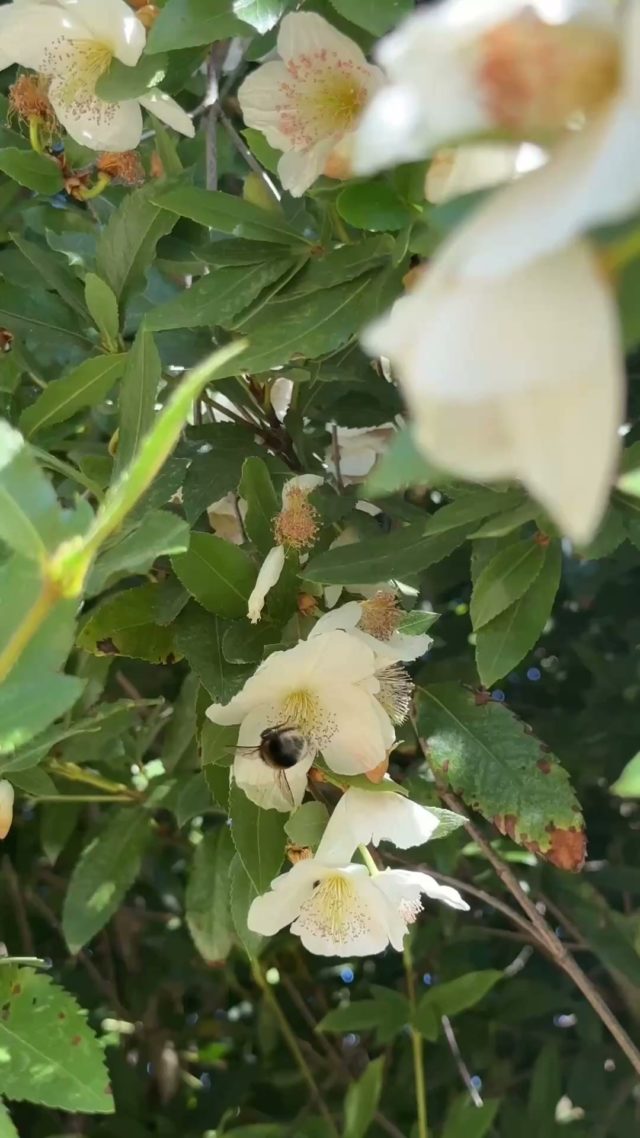 One of the joys of summer... Our camera roll is full of bees; landing on flowers, flying around flowers (flying towards us!)

We think a few of them may have come over from Minstead Lodge... We think they might prefer the gardens to the ceiling above our admin office!

They epecially love the beautiful Eucryphia x nymansensis 'Nymansay' just by the top lawn. It's stunning white, glowing flowers have yellow stamens in the summer months. A brilliant late summer pollinator for the buzzing bees!

www.furzey-gardens.org