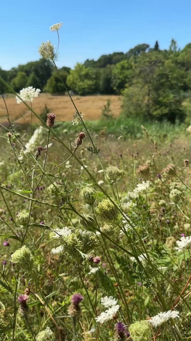The garden team have been hard at work in our lovely, wild, meadow!

This is what Abbie, co-head gardener, had to say:

'We did a cut back today, on this area that was heavy with bracken, as part of our work to improve biodiversity across our the meadow. Bracken can spread rapidly and form dense stands that shade out wildflowers and natural grasses. This reduces the variety of plants that can grow and limits the food and habitat available for insects, birds, and other wildlife.

By cutting and mulching the bracken, we reduce its ability to photosynthesise and, with repeated management over time (usually years), we can aim to gradually weaken its underground rhizomes.

This helps prevent bracken from dominating the meadow and creates opportunities for a more diverse range of native plants to establish and thrive.'

We can't wait to see what grows in this area - what do you expect we'll see?