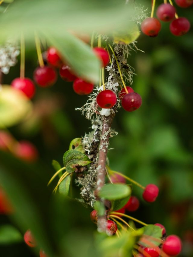 Calling all photographers! We've shown you places that the people we support connect to in the gardens - we want to know where you do!

Wander our photography exhibition for inspiration, and then enter your own photograph from around the gardens, with a few words about why it's important to you.

The competition is open until 2 November, and the winning photograph will be picked by the supported gardening team and displayed at Furzey Gardens!

Here's a few photos from the gardens for inspiration...

Read more about the competition at link in bio.